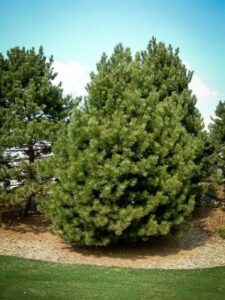 Сосна Чёрная (Pinus Nigra) купить по цене от 270.00р. в интернет-магазине «Посадика» с доставкой почтой в в Петушкие и по всей России – [изображение №1].