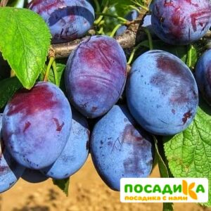 Слива Чачакская ранняя купить по цене от 229.00р. в интернет-магазине «Посадика» с доставкой почтой в в Петушкие и по всей России – [изображение №1].