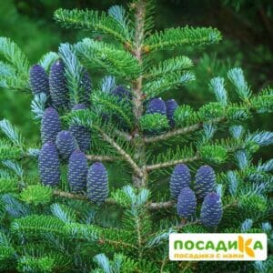 Пихта корейская (Abies koreana) купить по цене от 450.00р. в интернет-магазине «Посадика» с доставкой почтой в в Петушкие и по всей России – [изображение №1].