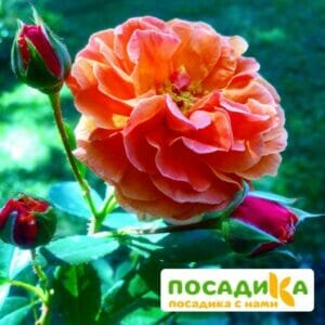 Роза Арабия купить по цене от 350.00р. в интернет-магазине «Посадика» с доставкой почтой в в Петушкие и по всей России – [изображение №1].