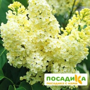 Сирень Примроуз (Primrose) купить по цене от 529.00р. в интернет-магазине «Посадика» с доставкой почтой в в Петушкие и по всей России – [изображение №1].