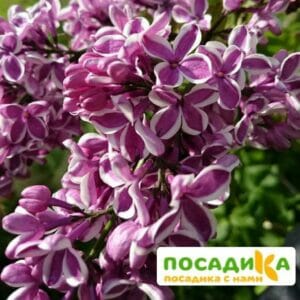 Сирень Сенсация купить по цене от 529.00р. в интернет-магазине «Посадика» с доставкой почтой в в Петушкие и по всей России – [изображение №1].