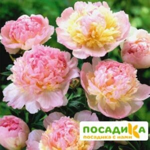 Пион Распберри Сандей (Paeonia Raspberry Sundae) купить по цене от 959р. в интернет-магазине «Посадика» с доставкой почтой в в Петушкие и по всей России – [изображение №1].