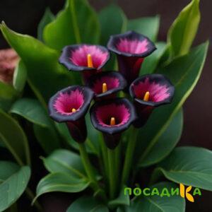 Калла Аура Лейс купить по цене от 400р. в интернет-магазине «Посадика» с доставкой почтой в в Петушкие и по всей России – [изображение №1].