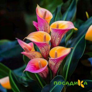 Калла Оникс купить по цене от 450р. в интернет-магазине «Посадика» с доставкой почтой в в Петушкие и по всей России – [изображение №1].