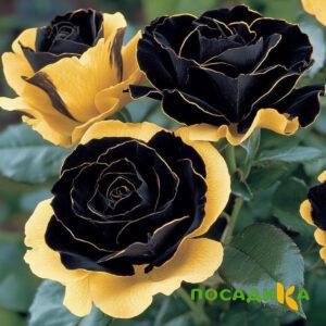 Роза Ханни Сикл купить по цене от 700р. в интернет-магазине «Посадика» с доставкой почтой в в Петушкие и по всей России – [изображение №1].
