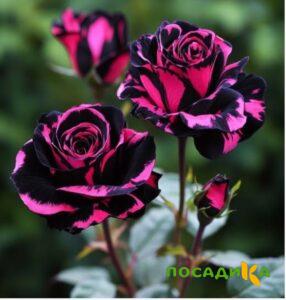 Роза Багровый Шепот купить по цене от 366р. в интернет-магазине «Посадика» с доставкой почтой в в Петушкие и по всей России – [изображение №1].