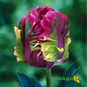 Тюльпан Экзотик Хэвен купить по цене от 186р. в интернет-магазине «Посадика» с доставкой почтой в в Петушкие и по всей России – [изображение №1].