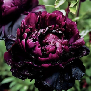 Пион Темный Сад купить по цене от 421р. в интернет-магазине «Посадика» с доставкой почтой в в Петушкие и по всей России – [изображение №1].