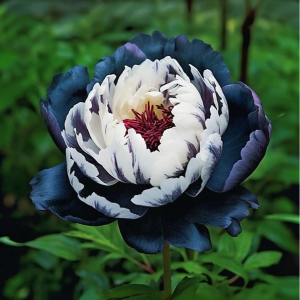 Пион Древовидный Инь-Янь купить по цене от 419р. в интернет-магазине «Посадика» с доставкой почтой в в Петушкие и по всей России – [изображение №1].