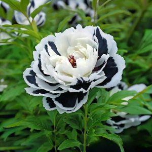 Пион Монохромный Шик купить по цене от 429р. в интернет-магазине «Посадика» с доставкой почтой в в Петушкие и по всей России – [изображение №1].